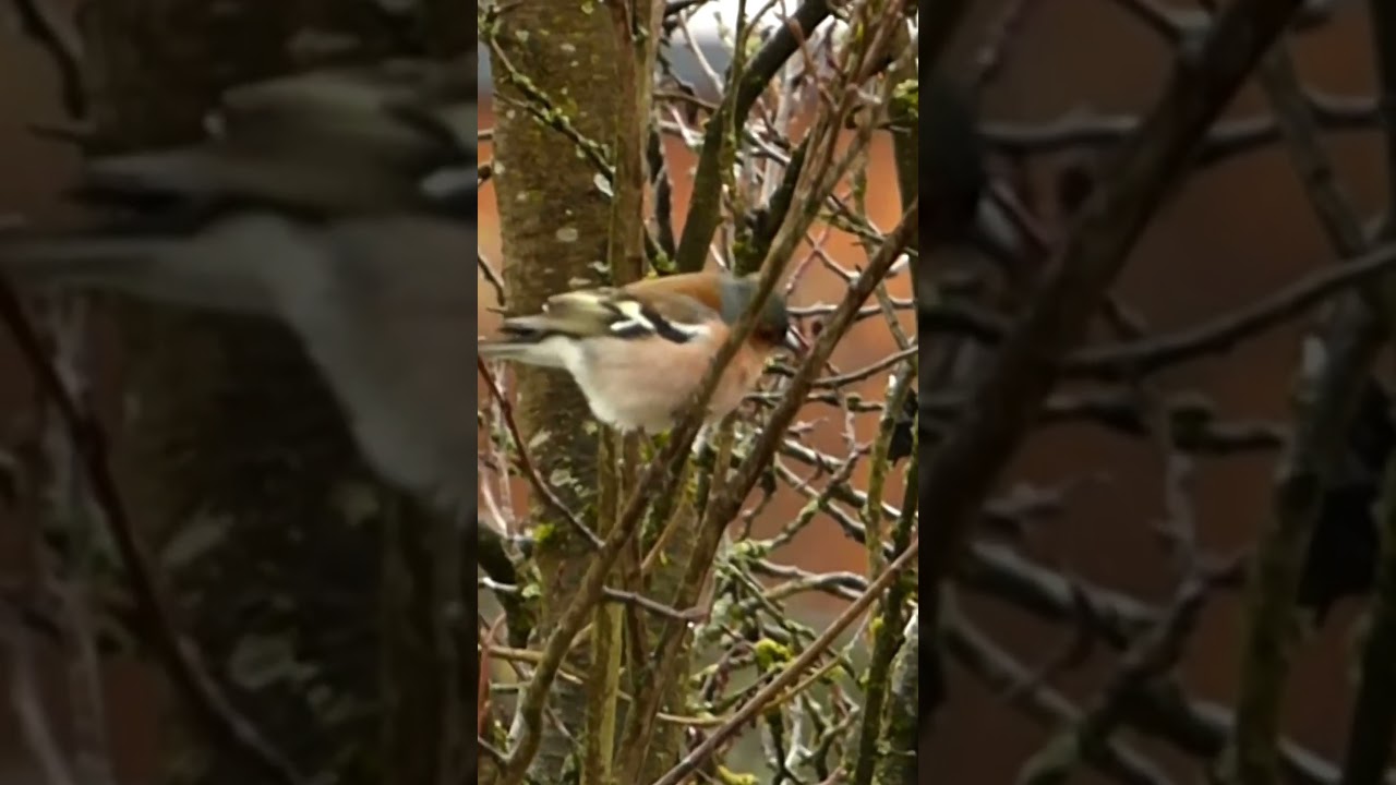 The Adorable Male Chaffinch 