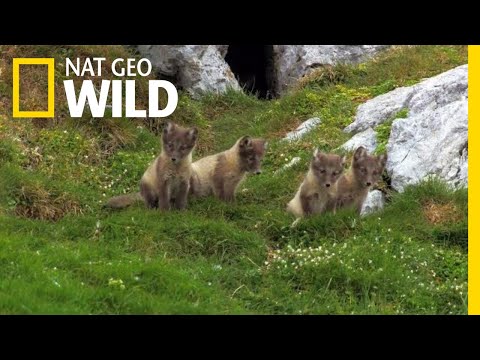 Video: Description of the fox: appearance, nutrition, habits