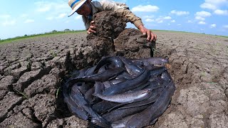 It's amazing unique! catch monster catfish underground in dry season by technique hand a fisherman