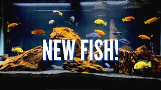 New Fish & Aquascape for the 75 Gallon Mbuna Cichlid Tank