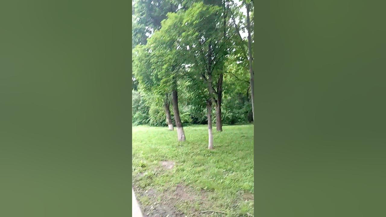 Городская роща 6 июня - YouTube