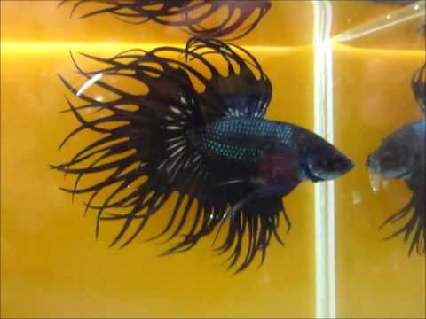 Black Copper and Red fin Black Copper King Crowntail Betta fish