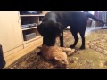 Кот Марс и лабрадор Соня играют. Labrador and cat