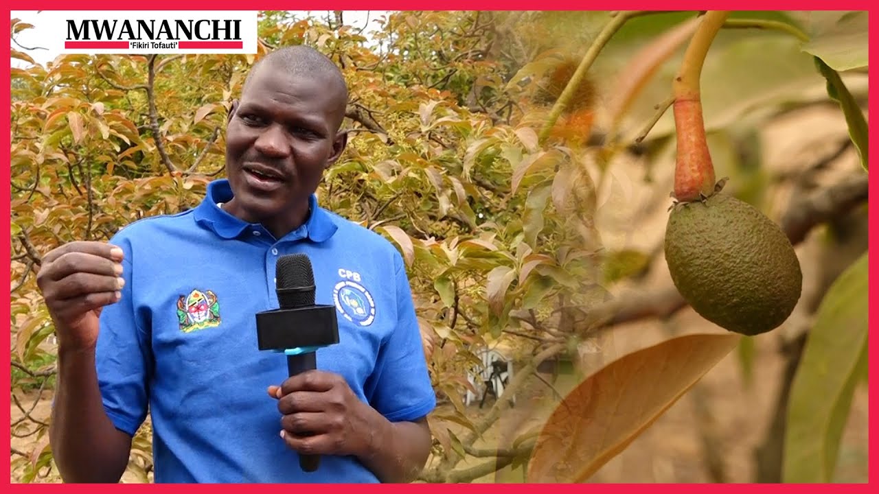 Jinsi ya kufanya Kilimo cha Parachichi; Utaweza kuvuna Milioni 10 kwa msimu kwa hekta