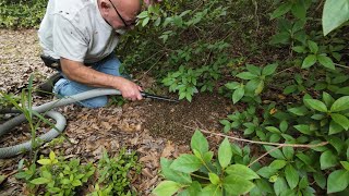 Catching A Swarm For The Milner Family 4-1-2024