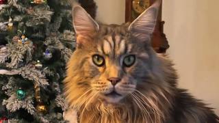 This 20lb Maine Coon Refuses To Sleep Alonewhat He Does At Midnight Will Leave You Speechless