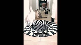 3D Rug Cat Experiment