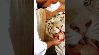 youtubeshorts tigerplover animallover lion