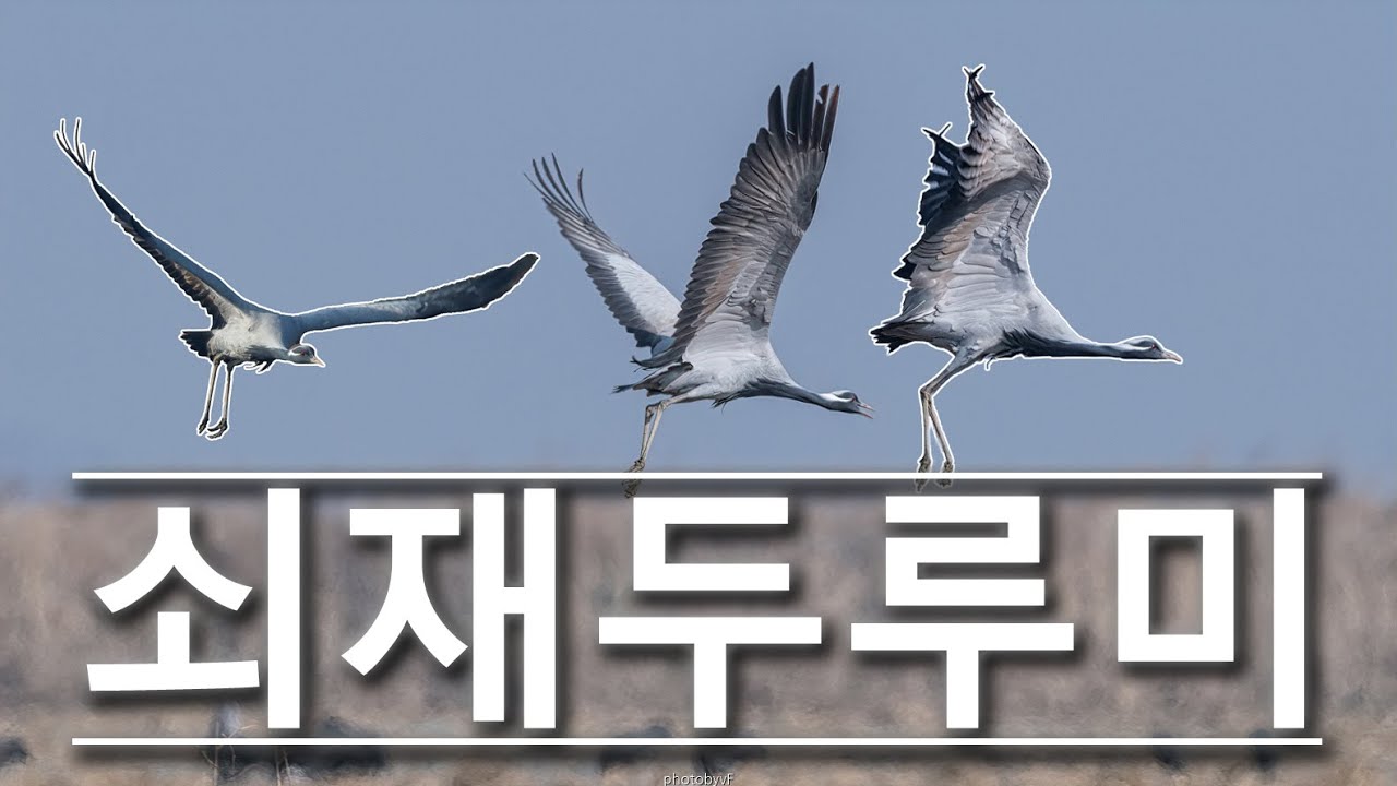 Demoiselle crane 쇠재두루미 최종 
