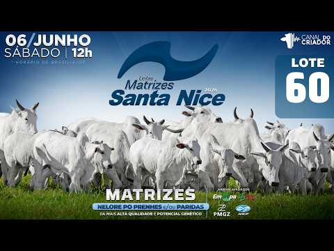 LOTE 60   GRI C1407