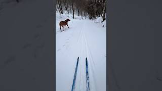 Cross-country skiing with my dog ⛷️🐶 #nordicskiing #skiing #dog #gorskikotar  #croatia