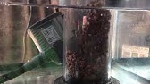 aqualund recirculating bio pellet reactor and 90 gallon update