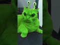 جربت فلاتر مختلفه علي كريم - Tried different filters on Kareem 😂😂🐈#قطط #funny #viral #cats #pets