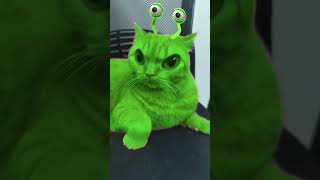جربت فلاتر مختلفه علي كريم - Tried different filters on Kareem 😂😂🐈#قطط #funny #viral #cats #pets