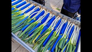 green onions cleaning production line .Spring onion  cleaning product line