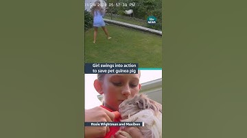 Thumbnail of A 12-year-old girl from #australia saved her #guineapig from a #snake #itvnews