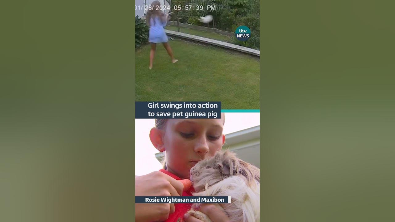 A 12-year-old girl from #australia saved her #guineapig from a #snake #itvnews