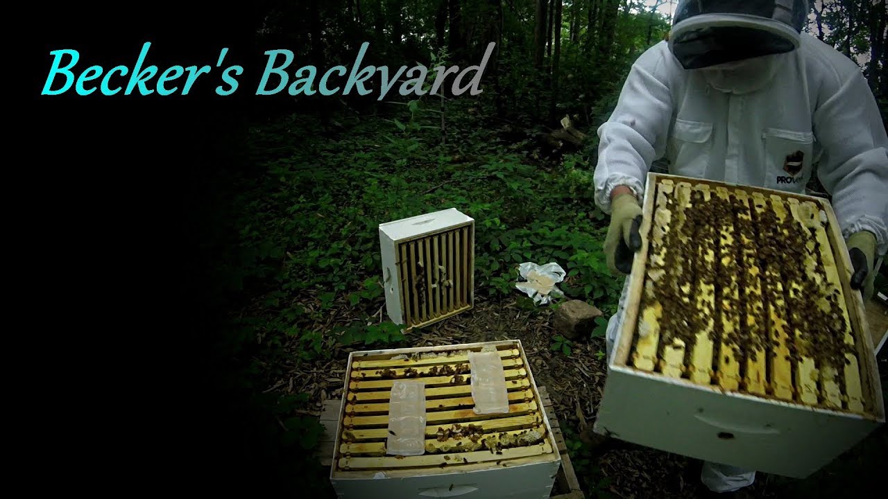 Varroa Mite Treatment! Keeping the Bees Healthy - YouTube