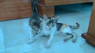 Kitten asking milk from her mommy. So cute!