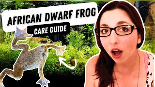 African Dwarf Frog Care, Diet, And Tank Set Up