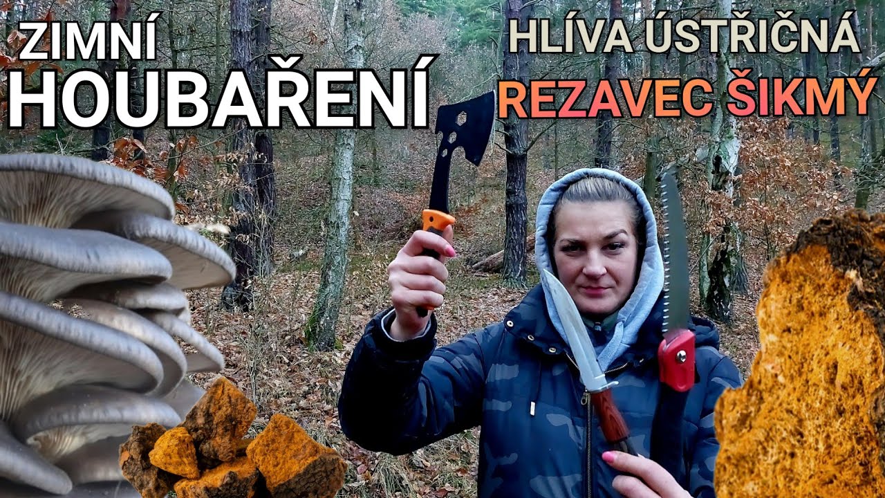 Vyrostla mi hlíva z polena a našli jsme čagu sibiřskou! Houbaření na Karlovarsku 7.12.2025