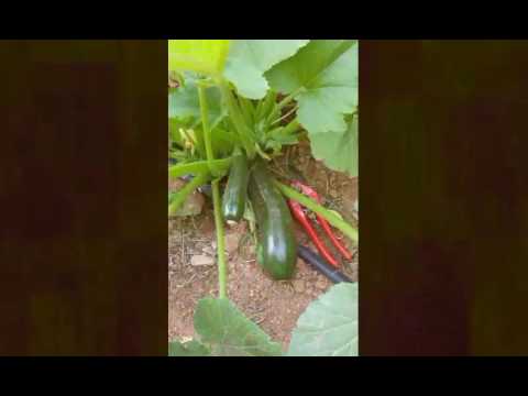 Βίντεο: Μάθετε για τα κοινά προβλήματα με τα κολοκυθάκια στον κήπο