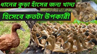 হাঁসকে ধানের কুড়া খাওয়ালে কি লাভ হয়  |