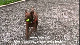 May 9 2015 Jake Needs A Forever Home at FOLAS