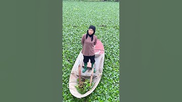 Cái cây dừa nó đã ngả rồi đấy