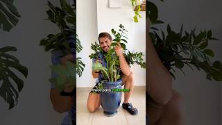 🤔 ¿Truco para enderezar la Zamioculcas? 🤔 #zamioculca #plantcare #planttips #plantasdeinterior