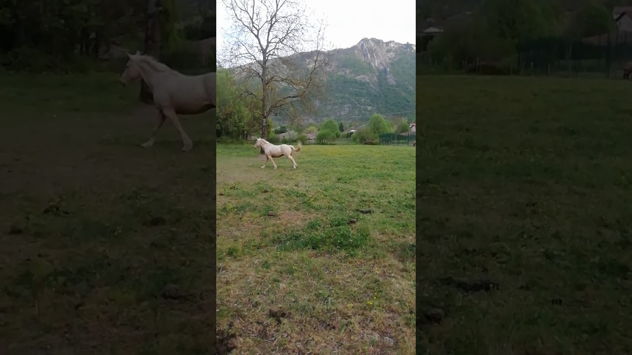 Sur Le Dos Du Cheval En 4 Lettres
