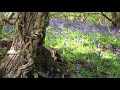 The bluebells in English woods