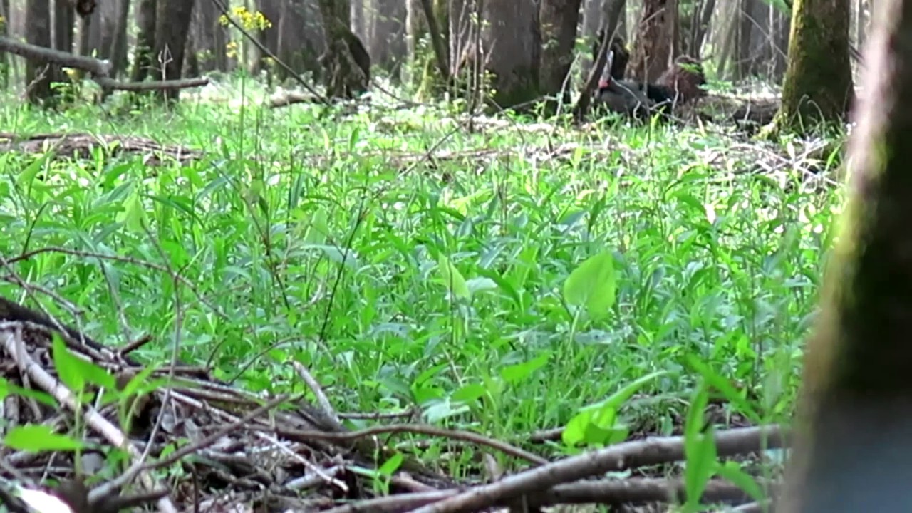 Tennessee WMA Public Land Turkey Hunt 04.17.2017 YouTube