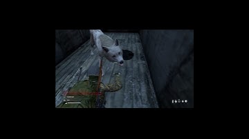 This Wolf Glitched Into My Train Car… and Forgot How to Kill 😅 #dayz #glitch