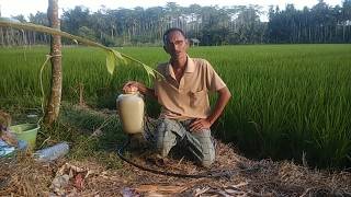 Air Laut Sebagai Pupuk Organik cair Untuk Tanaman Padi