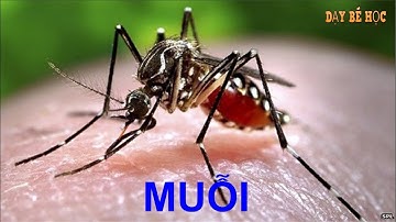 Dạy bé học côn trùng | Bé nhận biết các loài côn trùng xung quanh nhanh nhất | Bài 248