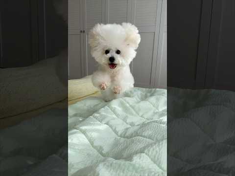 강아지한테 예쁘다고 했더니… #shorts