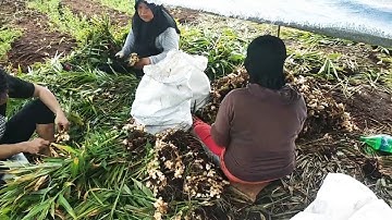 Panen jahe emprit jahe gajah jahe putih jahe merah