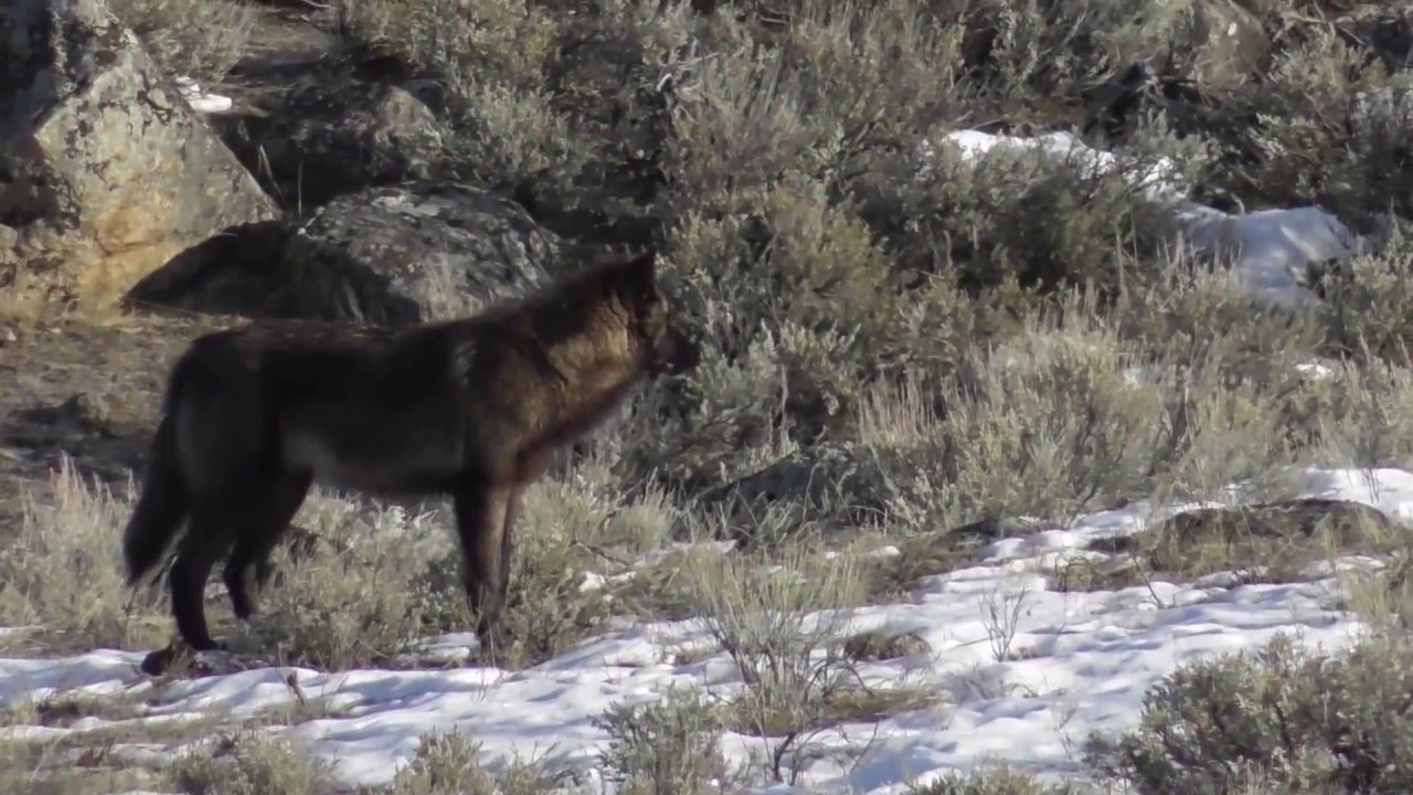 yellowstone cast Black Wolf Pup from Junction Butte Pack
