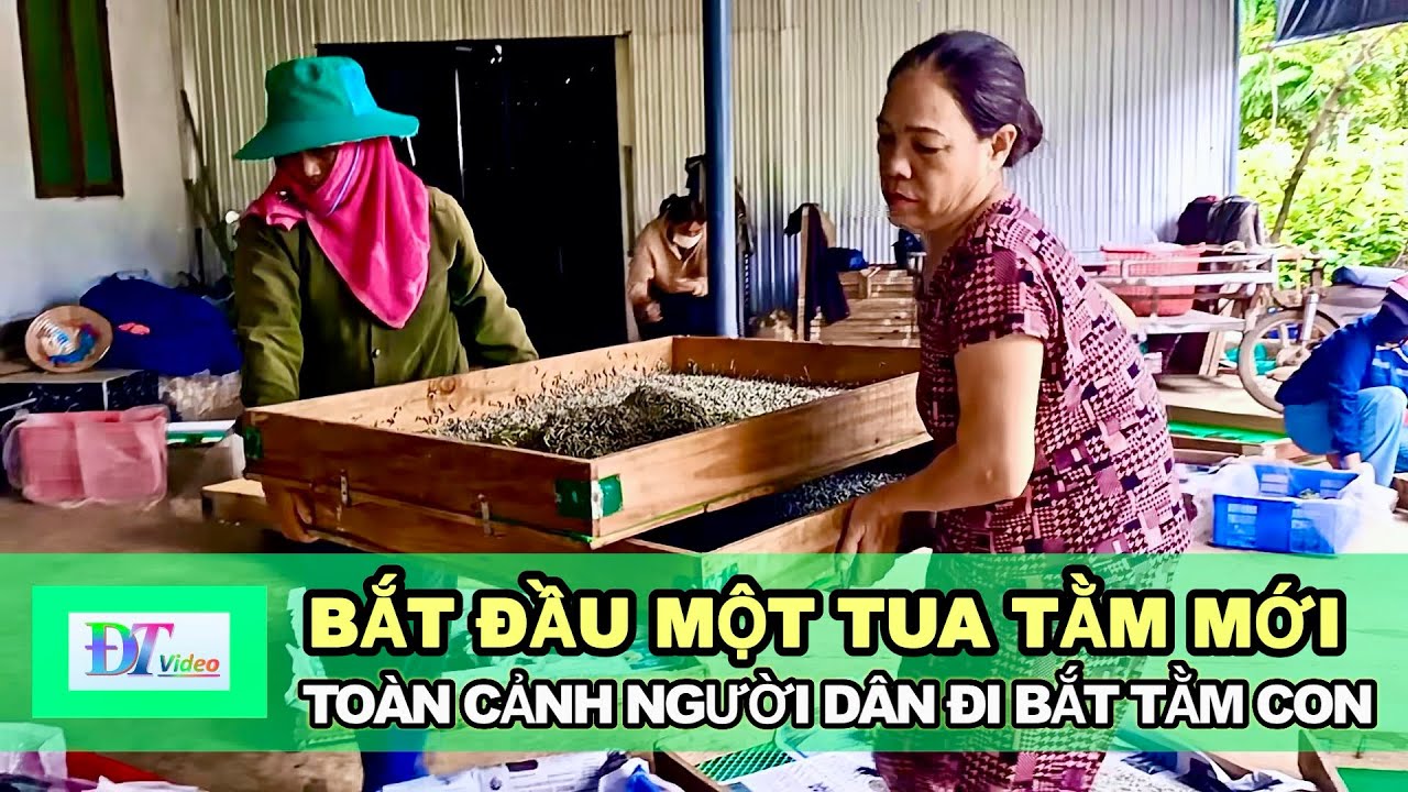 Bắt đầu một tua tằm mới | Toàn cảnh người dân Đắk Lắk đi bắt tằm con