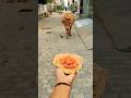 gai ko roti khilao 🥰🐄✅ #cow #animals #food #trending #funny #cuteanimal #cute #cutebaby