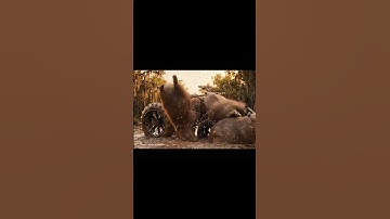 Capybaras Tried to Racing… It Did Not End Well. #capybara #animals