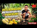 Mencari Buah di Kebun, Ketemu Durian yang Sudah Matang