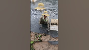 Độc Lạ Miền Tây Quậy Sìn Bắt Tôm Càng Xanh #shorts #sanbatkiengiang #fishingcrayfish