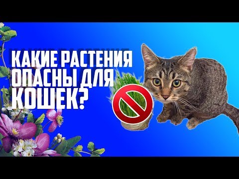 КАКИЕ РАСТЕНИЯ ОПАСНЫ ДЛЯ КОШЕК?