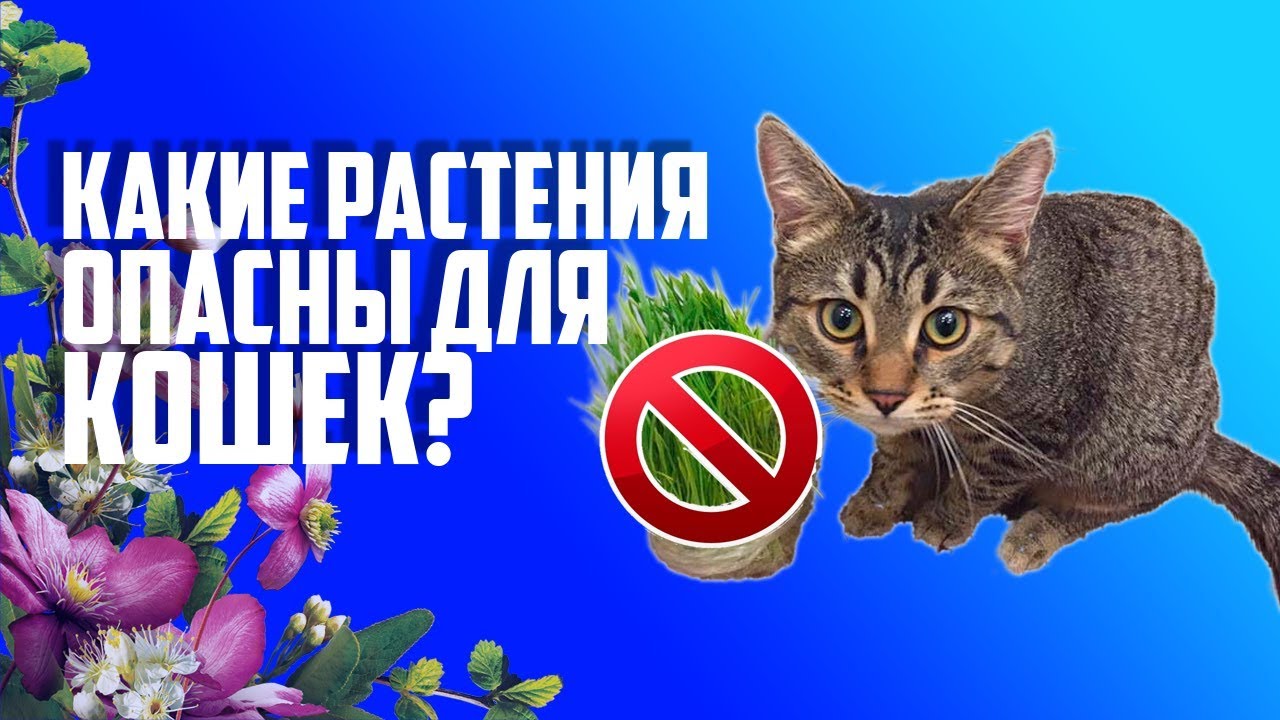 Тюльпаны для кошек ядовиты или нет. Цветы опасные для кошек. Растения яд для кошек. Опасные растения для кошек.