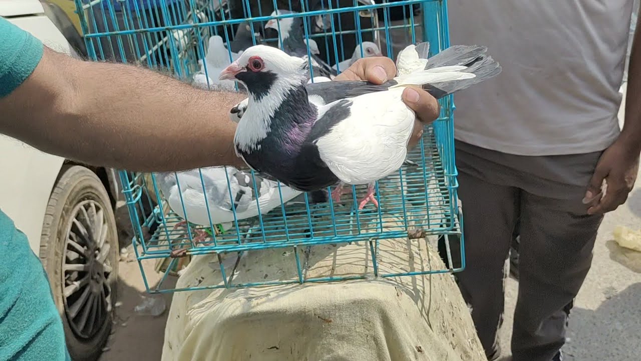 Welcome chowk kabutar market Delhi pigeon market gole kabootar madrasi kabli Fancy @Mrzamirx 