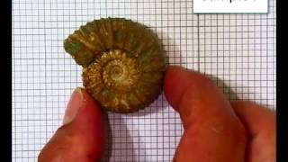 Fossil Identification Lab