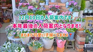 12月10日の入荷案内です♪ 本年最後の入荷案内となります！　まだまだ可愛い子揃ってますよ♡
