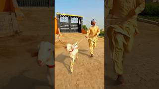 bakari ni bacha ki Jan Bache #ytshorts #emotional #prayer #islamicvideo #prayer